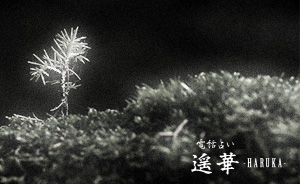 霊能者が当てた！予知霊視 2011年