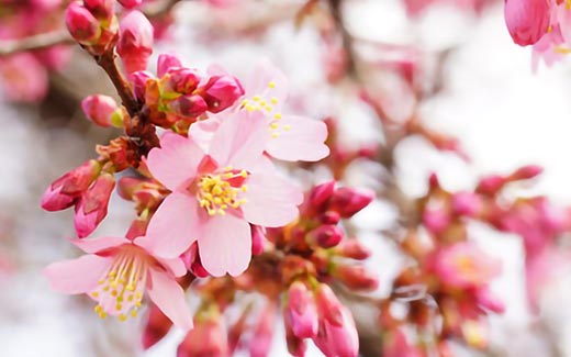 花染伶花霊能者